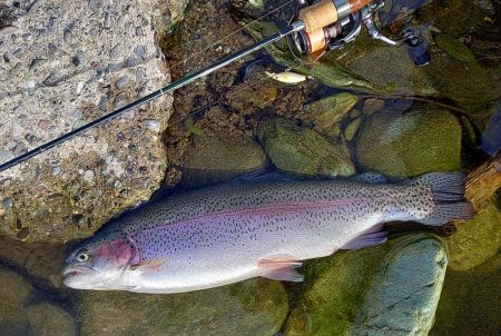 平日の天竜川ルアーフライテンカラ専用区